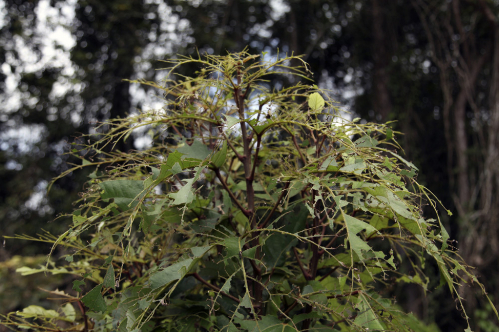 Gusenice opustošile Afriku