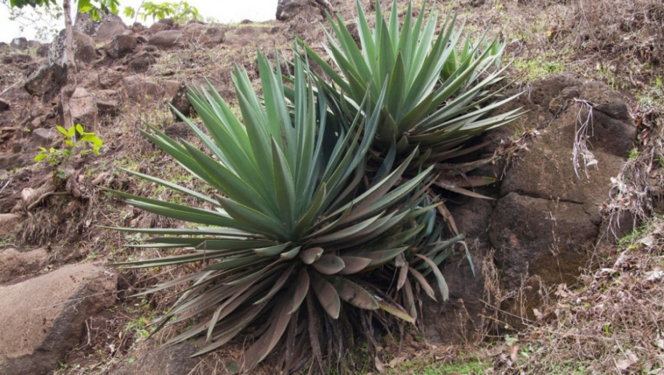 Agava biljka pustinja meksiko zemlja priroda 