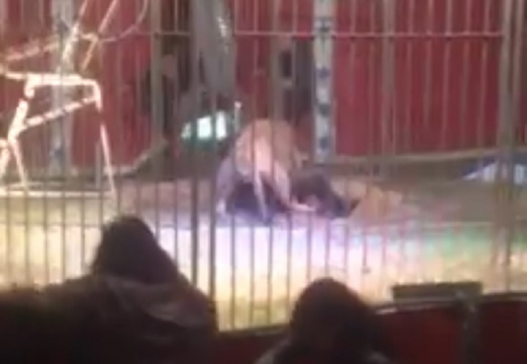 Lav napao trenera u cirkusu