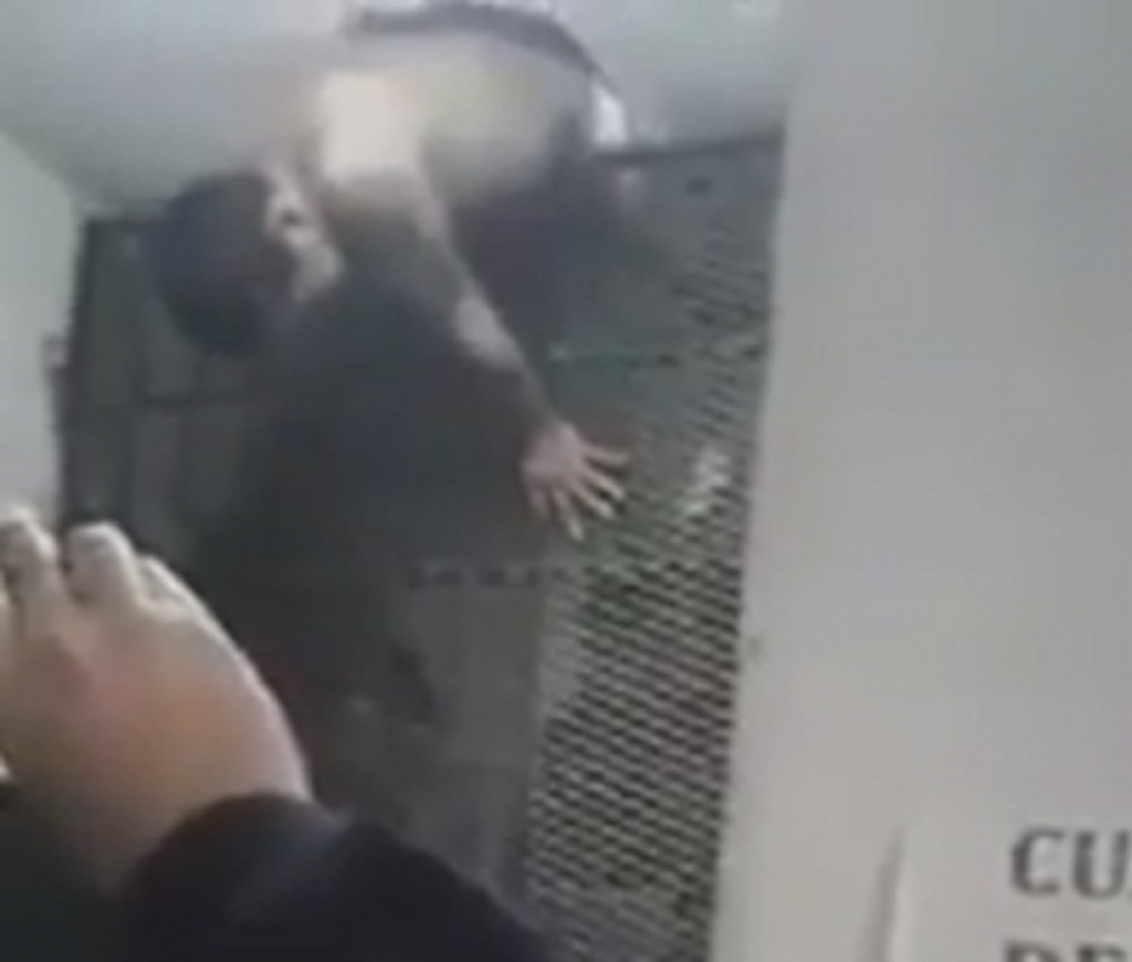 Najsmešniji begunac ikada