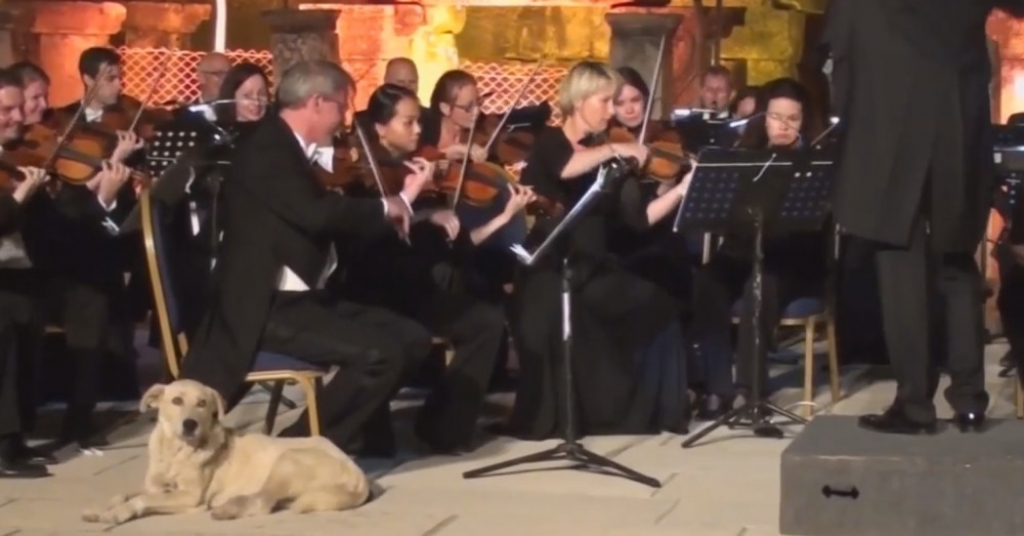 Pas lutalica uživa u koncertu klasične muzike