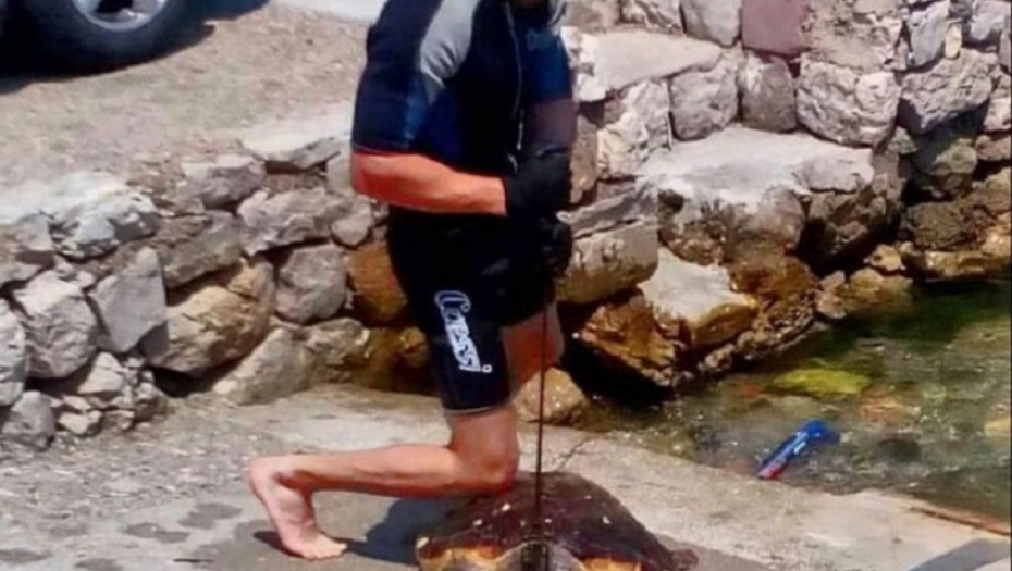 Kotoranin u Stolivu ubio morsku kornjaču