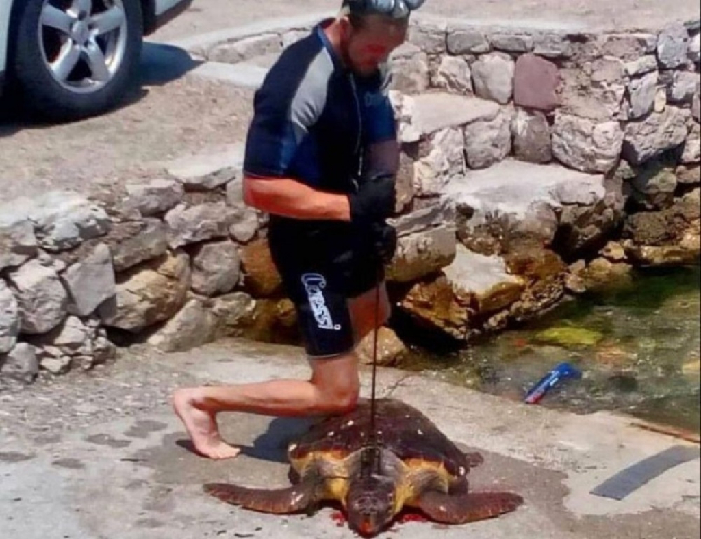 Kotoranin u Stolivu ubio morsku kornjaču