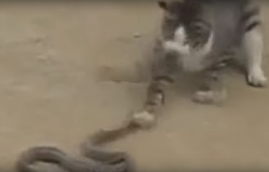 Sukob mačke i poskoka