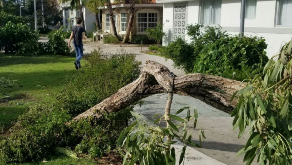 &quot;Irma&quot; pokosila drveće