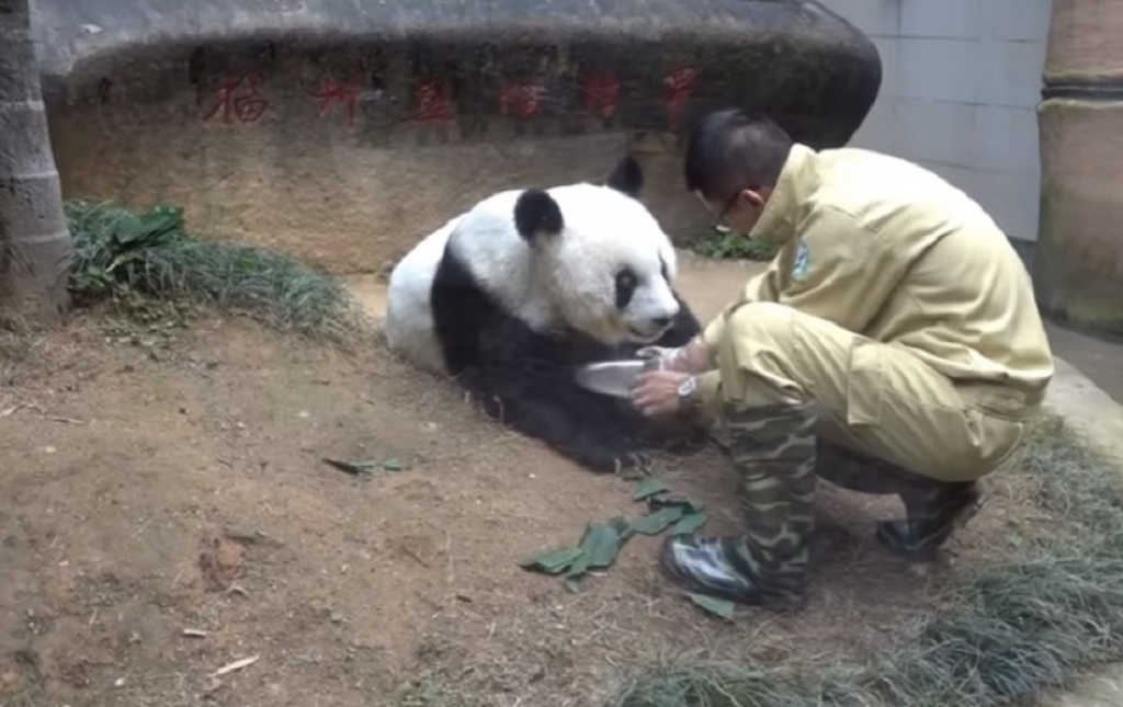 Najstarija panda na svetu