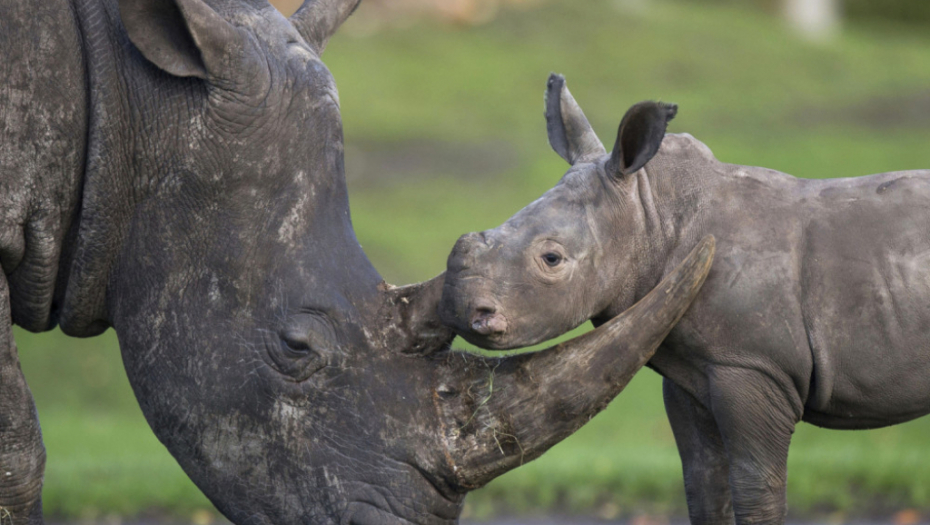 Mladunče nosoroga