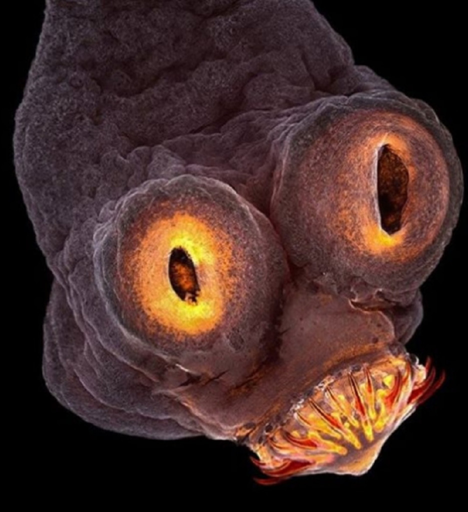 Pantljičara, Fejsbuk