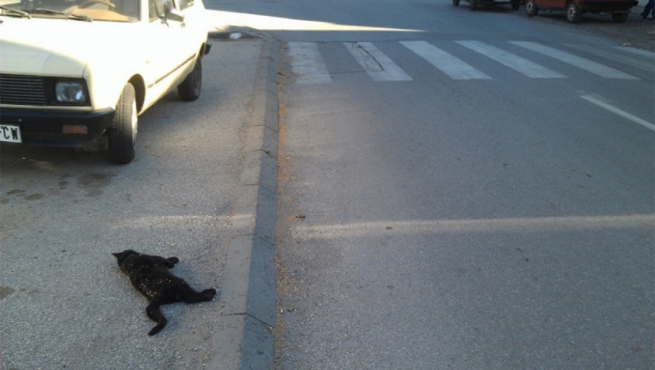 Pregažena mačka u Vranju