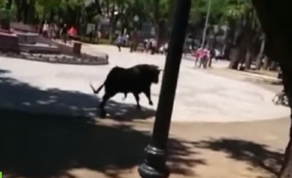 Bik nasrnuo na devojčicu u kolicima