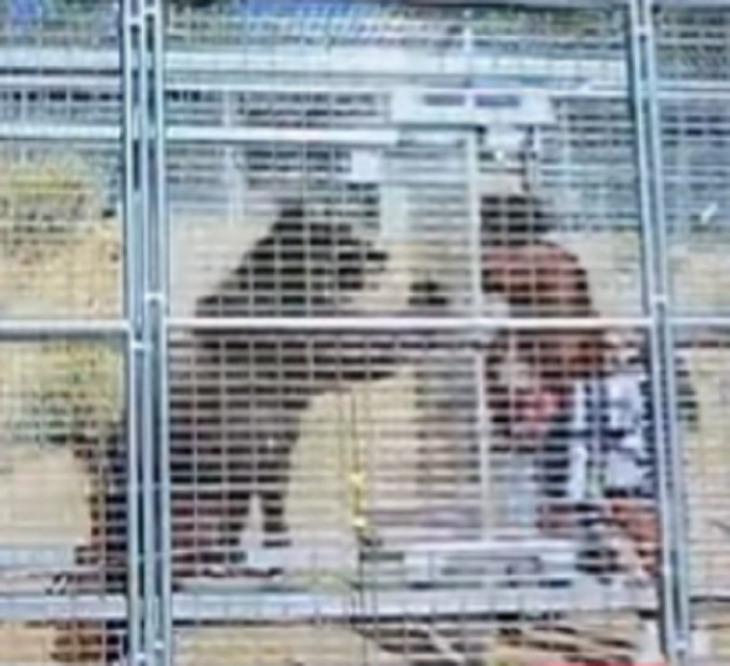 Borba medveda i MMA legende