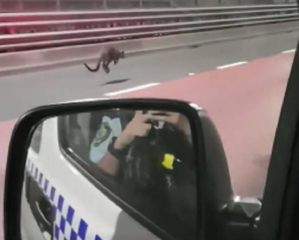 Policija u poteri za kengurom