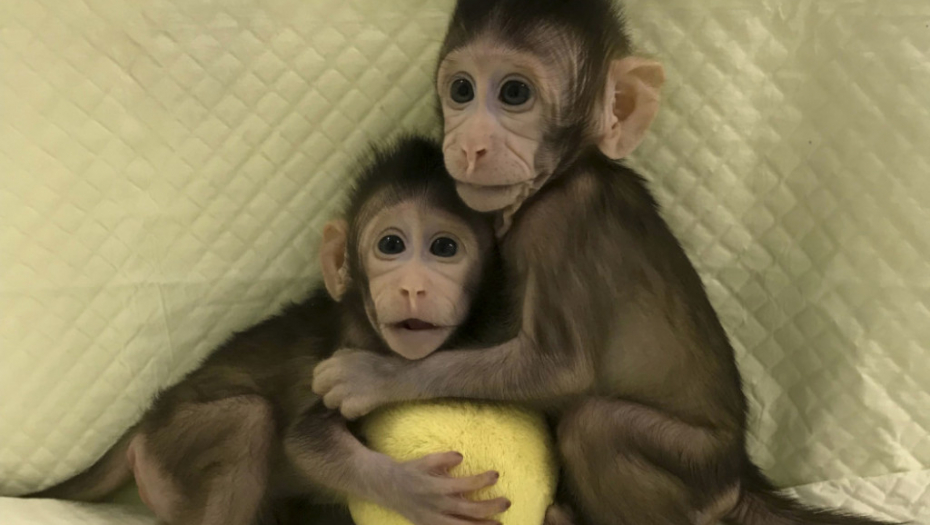 Žong Žong i Hua Hua, klonirani majmuni, beba majmun