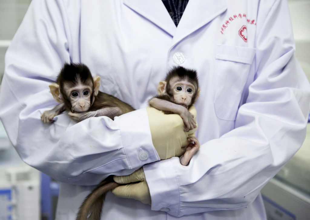 Žong Žong i Hua Hua, klonirani majmuni, beba majmun