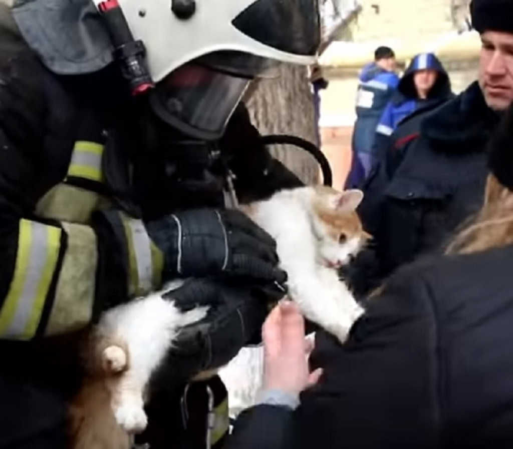 Ruski vatrogasci spasli mačku iz požara