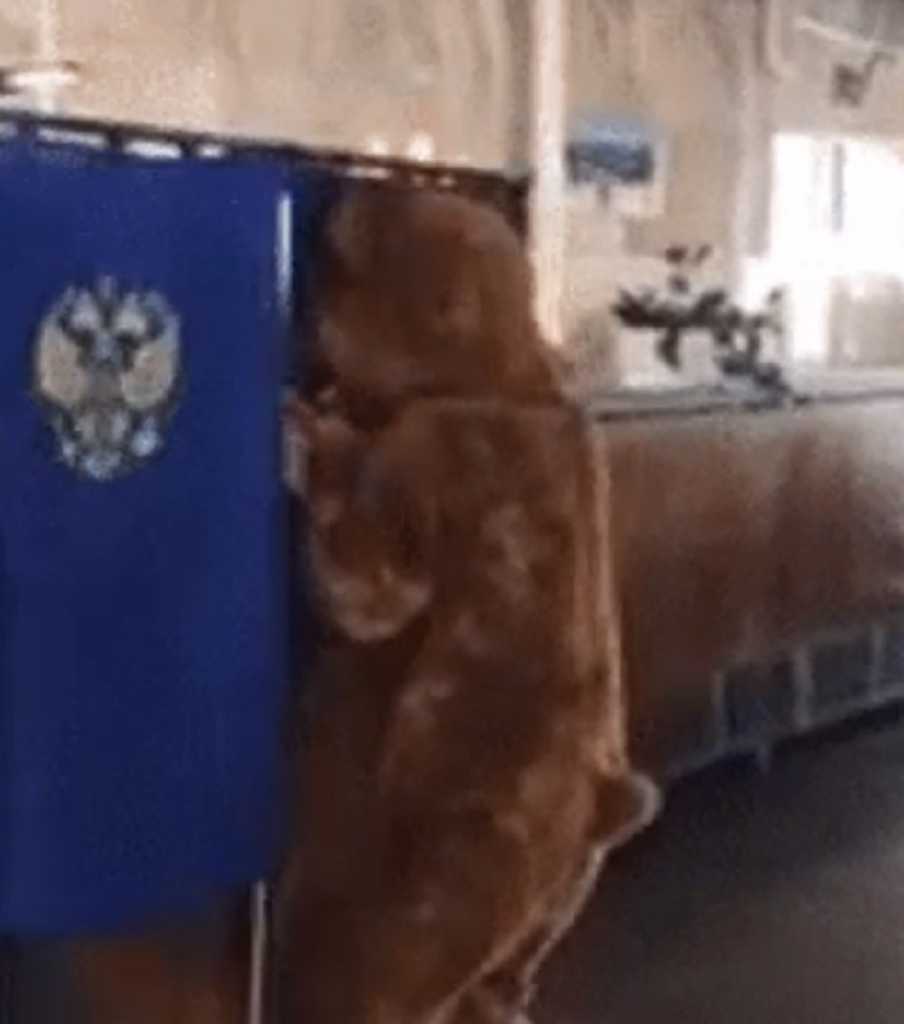 Medved glasao na izborima u Rusiji