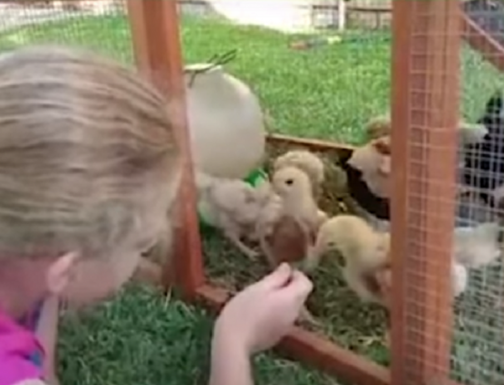 Devojčica i kokoške