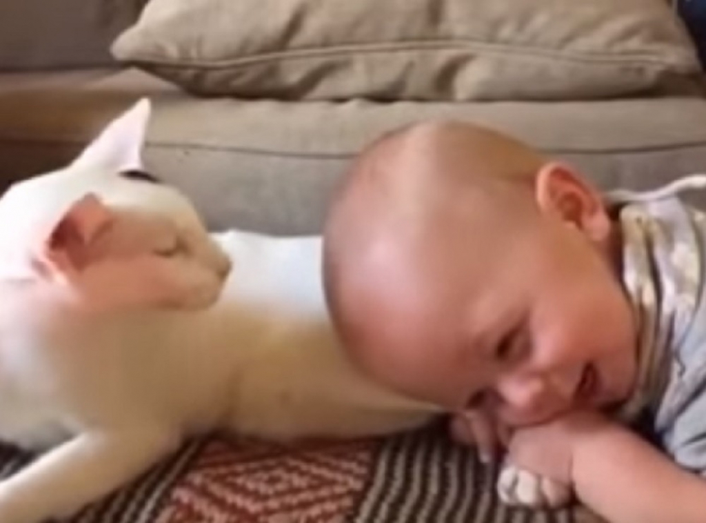 Beba i mačka