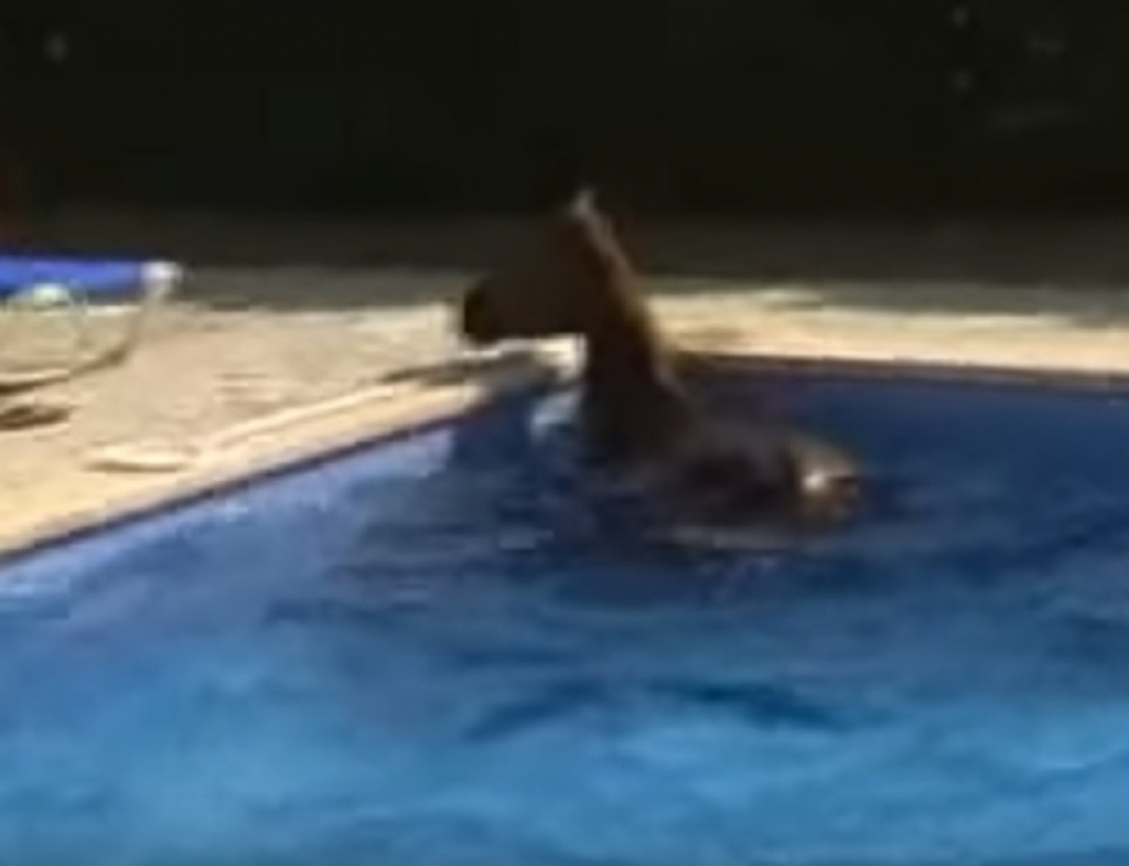 Konj se brčkao u bazenu