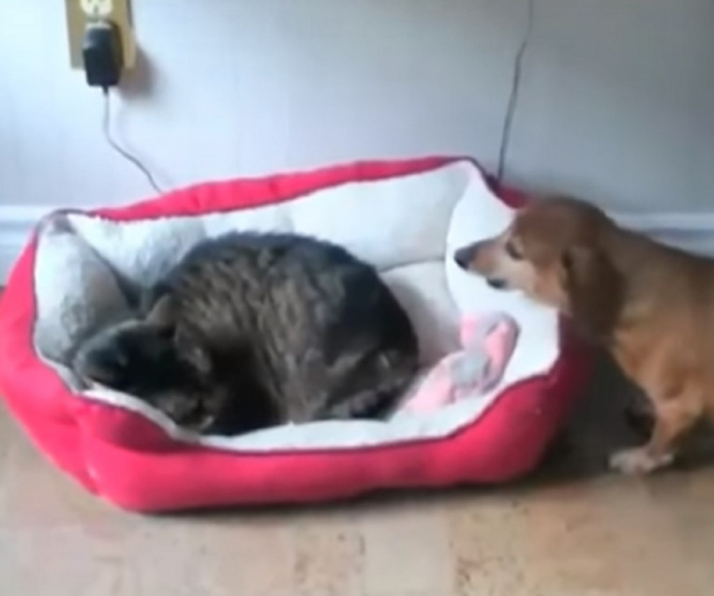 pas i mačke