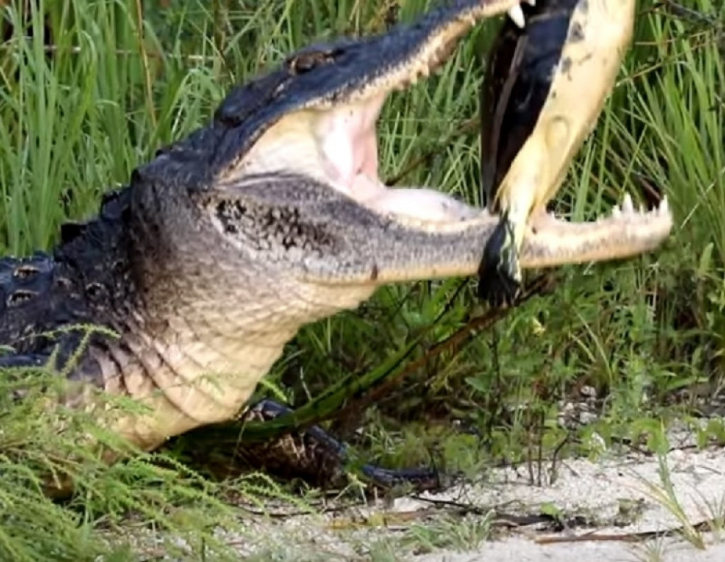 Borba aligatora i kornjače
