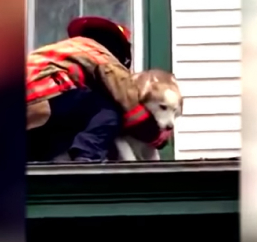 Vatrogasac spasio psa