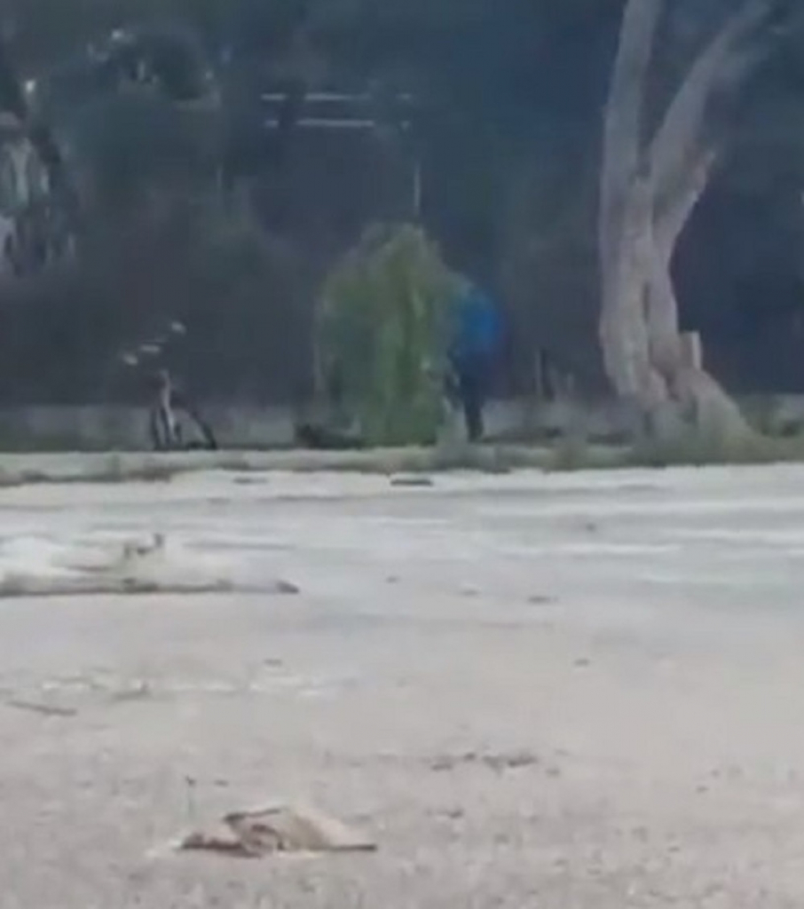 Monstrum besomučno udara psa