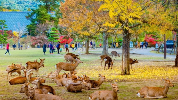 Grad u Japanu u kojem gospodare jeleni i srne, pitomi su i obožavaju ljude (GALERIJA)
