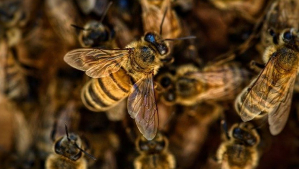PČELE MOGU DA NANJUŠE KORONU: Vreme čekanja na rezultate testa - nekoliko sekundi