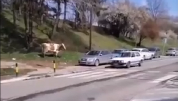 SAMO URBANO Krava šetala beogradskim ulicama, ali ljudi su više u drugi detalj na snimku (VIDEO)