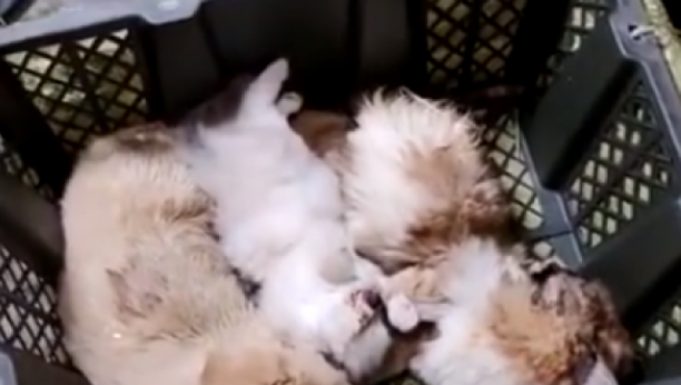 NEVEROVATNA OKRUTNOST: Kineska kompanija prodaje pse i mačke putem Interneta, šaljući ih u kutijama