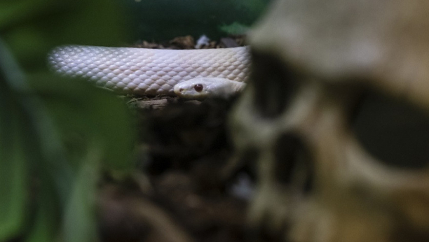 Biolog “Beo Zoo vrta” otkriva - koliko vremena od ujeda do lekara ima pacijent, ali i gde se zmije kriju u gradovima