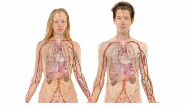 KINESKI BIOLOŠKI SAT: Evo kako da sami otkrijte koji vam organ ne radi dobro