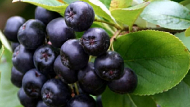 NENAD SMISLIO UNOSAN BIZNIS:  Na dedovini  uzgaja jednu vrstu voća, a proizvode masovno izvozi u Mađarsku