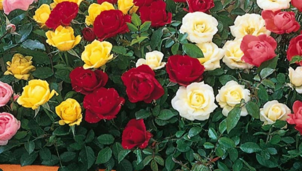 OVO MORATE DA ISPROBATE Uz pomoć ovog trika ruže će vam imati bujne cvetove