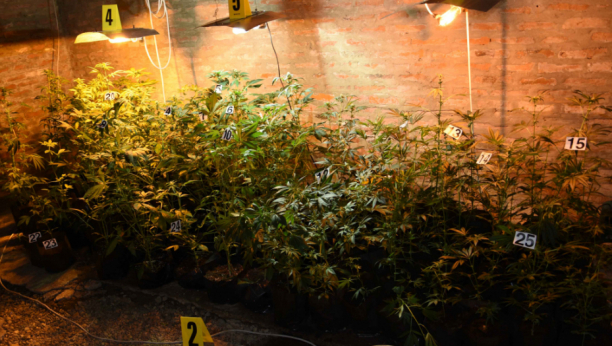 AKCIJA U SMEDEREVU Uhapšen uzgajivač marihuane
