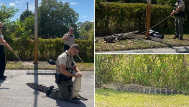 Trenutak kada "gladni" aligator juri ljude po parkingu na Floridi!