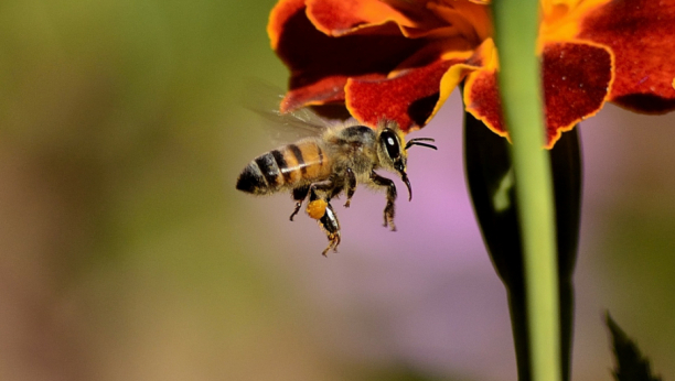 UBLAŽIĆE BOL I OTOK: Ukoliko vas ubodu pčela, osa ili stršljen uradite ovo