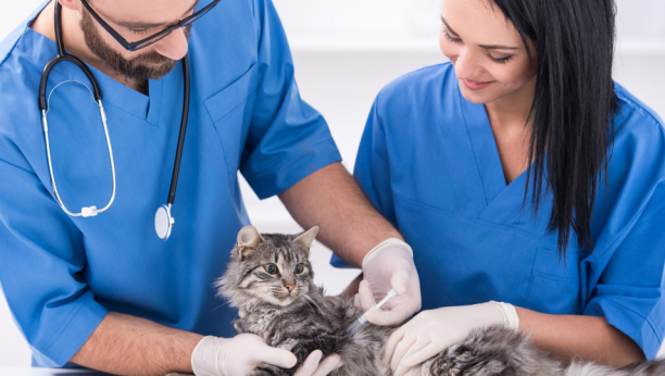 BOCA ČUVA ZDRAVLJE Iako se vakcinisanje mačke toplo preporučuje, ljudi često zaboravljaju koliko  to može da im produži životni vek