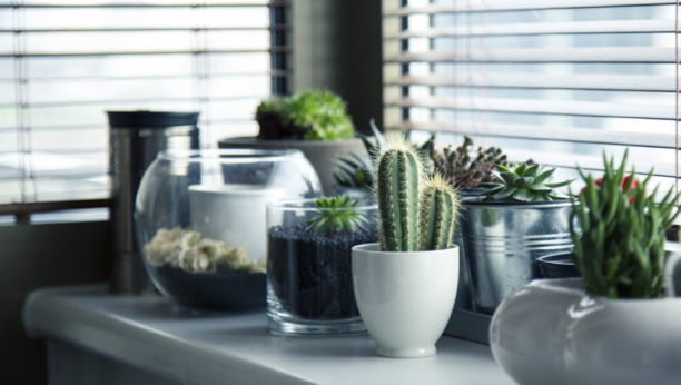 Ne treba da držite kaktuse u svom domu: Evo i zašto