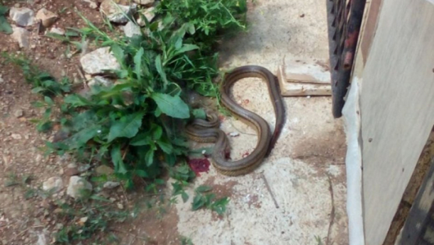 ŽIVOTINJA ZBUNILA NAUČNIKA Otkrivena zmija sa četiri noge