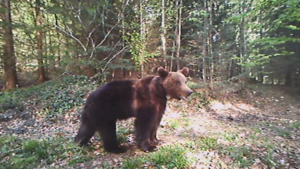 ZVER POJELA TINEJDŽERA: U Rusiji medved prevario turiste praveći se mrtav