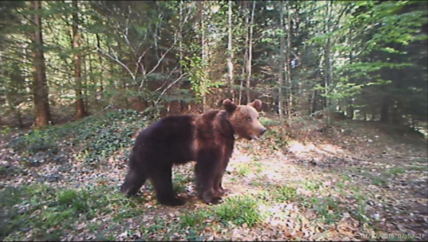 Medved ubio čoveka u Slovačkoj