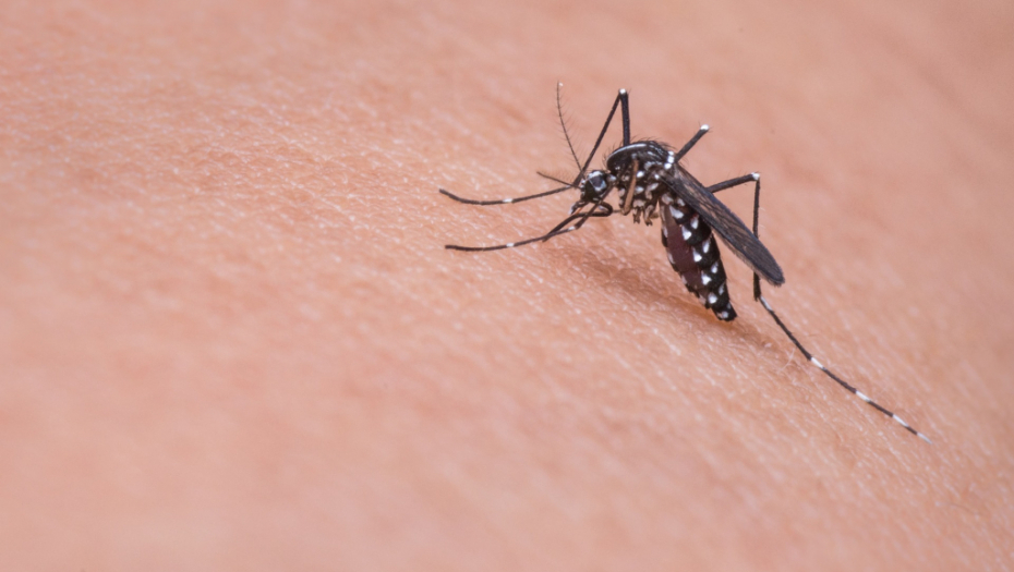 Rešite se napasti: Tri trika koja će vam pomoći u borbi protiv komaraca