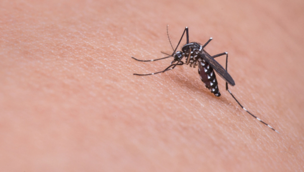SRPSKI NAUČNICI NAPRAVILI NEVEROVATAN PODUHVAT U Novom Sadu pušteno 200.000 tigrastih komaraca, a ovo je krajnji cilj