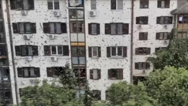 KAO U HOROR FILMU Zbog najezde osa, Beograđani u strahu mesec dana