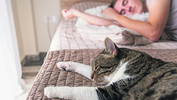 OBOŽAVAJU DA SE UŠUŠKAJU! Da li treba da pustite mačku da spava u vašem krevetu ?