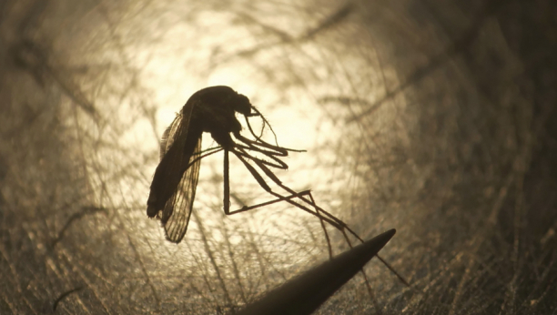 U Srbiji dijagnostikovan virus Zapadnog Nila: Evo kako da znate da vas je ujeo zaraženi komarac i šta treba da uradite odmah