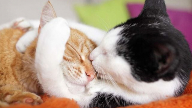 Koje bolesti su "tihe" ubice mačaka: Ako se primete na vreme, vaši mezimci mogu da žive veoma dugo