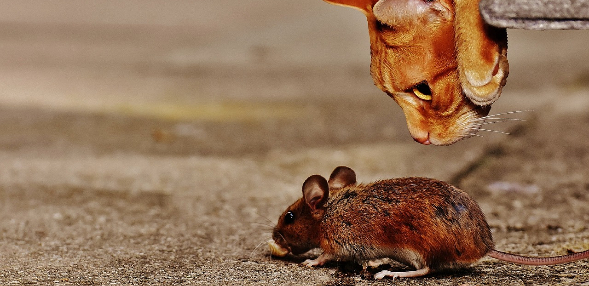 VIC DANA Sreli se američki, ruski i srpski miš na pogrebu francuskog miša...